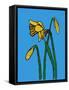 Daffodils-Sarah Thompson-Engels-Framed Stretched Canvas