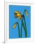 Daffodils-Sarah Thompson-Engels-Framed Giclee Print