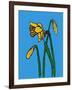 Daffodils-Sarah Thompson-Engels-Framed Giclee Print