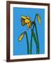 Daffodils-Sarah Thompson-Engels-Framed Giclee Print