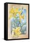 Daffodils-Judy Mastrangelo-Framed Stretched Canvas