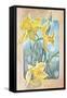 Daffodils-Judy Mastrangelo-Framed Stretched Canvas