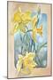 Daffodils-Judy Mastrangelo-Mounted Giclee Print