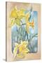Daffodils-Judy Mastrangelo-Stretched Canvas