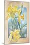 Daffodils-Judy Mastrangelo-Mounted Giclee Print