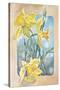 Daffodils-Judy Mastrangelo-Stretched Canvas
