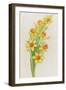 Daffodils-ZPR Int’L-Framed Giclee Print