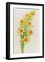 Daffodils-ZPR Int’L-Framed Giclee Print