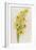 Daffodils-ZPR Int’L-Framed Giclee Print