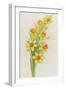 Daffodils-ZPR Int’L-Framed Giclee Print