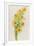 Daffodils-ZPR Int’L-Framed Giclee Print