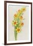 Daffodils-ZPR Int’L-Framed Giclee Print