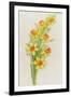 Daffodils-ZPR Int’L-Framed Giclee Print