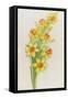 Daffodils-ZPR Int’L-Framed Stretched Canvas