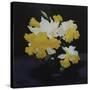 Daffodils-James Stuart Park-Stretched Canvas