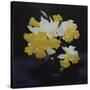 Daffodils-James Stuart Park-Stretched Canvas
