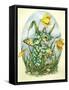 Daffy-Linda Ravenscroft-Framed Stretched Canvas