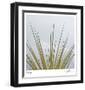 Dagger Yucca-Ken Bremer-Framed Limited Edition