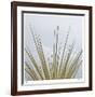 Dagger Yucca-Ken Bremer-Framed Limited Edition