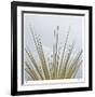 Dagger Yucca-Ken Bremer-Framed Limited Edition