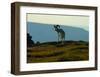 Dahl Sheep, Alaska-Charles Glover-Framed Giclee Print