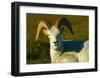 Dahl Sheep-Charles Glover-Framed Giclee Print