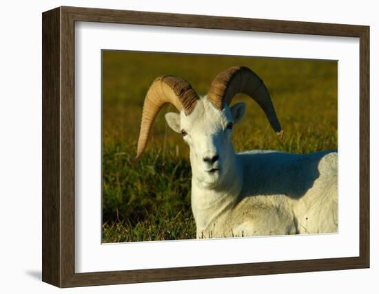 Dahl Sheep-Charles Glover-Framed Giclee Print