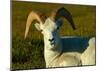 Dahl Sheep-Charles Glover-Mounted Giclee Print