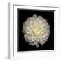 Dahlia 22-Neil Seth Levine-Framed Art Print