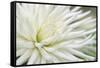 Dahlia Abstract-Anna Miller-Framed Stretched Canvas