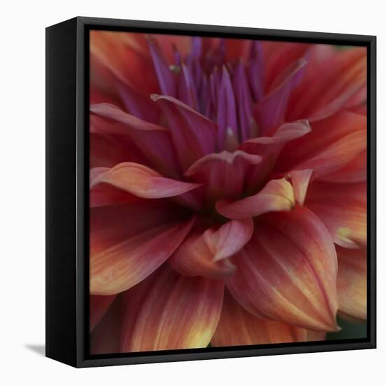 Dahlia Abstract-Anna Miller-Framed Stretched Canvas