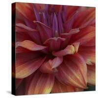 Dahlia Abstract-Anna Miller-Stretched Canvas