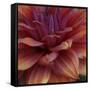 Dahlia Abstract-Anna Miller-Framed Stretched Canvas