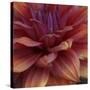 Dahlia Abstract-Anna Miller-Stretched Canvas