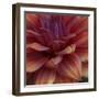 Dahlia Abstract-Anna Miller-Framed Premium Photographic Print