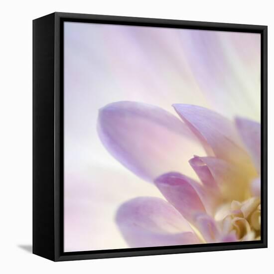 Dahlia Abstract-Anna Miller-Framed Stretched Canvas