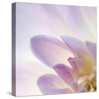 Dahlia Abstract-Anna Miller-Stretched Canvas