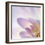 Dahlia Abstract-Anna Miller-Framed Photographic Print