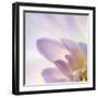 Dahlia Abstract-Anna Miller-Framed Photographic Print