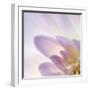 Dahlia Abstract-Anna Miller-Framed Photographic Print