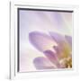 Dahlia Abstract-Anna Miller-Framed Photographic Print