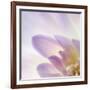 Dahlia Abstract-Anna Miller-Framed Photographic Print