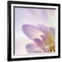 Dahlia Abstract-Anna Miller-Framed Photographic Print