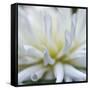 Dahlia Abstract-Anna Miller-Framed Stretched Canvas