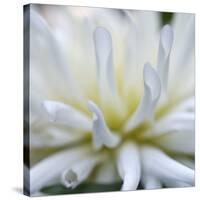 Dahlia Abstract-Anna Miller-Stretched Canvas