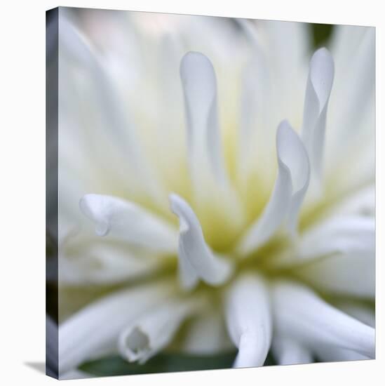 Dahlia Abstract-Anna Miller-Stretched Canvas