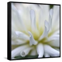 Dahlia Abstract-Anna Miller-Framed Stretched Canvas