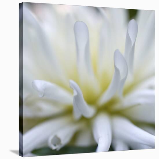 Dahlia Abstract-Anna Miller-Stretched Canvas