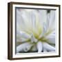 Dahlia Abstract-Anna Miller-Framed Photographic Print