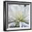 Dahlia Abstract-Anna Miller-Framed Photographic Print